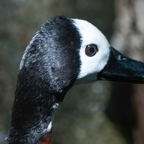 White-faced Whistling Duck-470