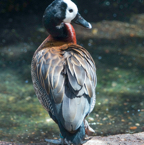 White-faced Whistling Duck-367