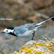 White Wagtail 8649 192