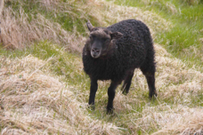 Flatey sheep 0113