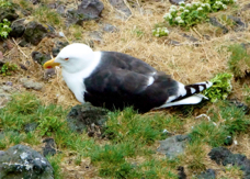 Black-backed Gull 7989