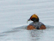 Horned Grebe with fish 7533