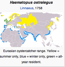 Eurasian Oystercatcher range