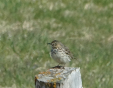 Meadow Pipit 8266