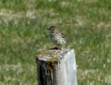 Meadow Pipit 8267