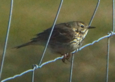 Meadow Pipit 9045