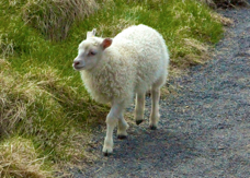 Iceland Sheep 8748