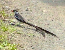 Whydah Pin-tailed 6600