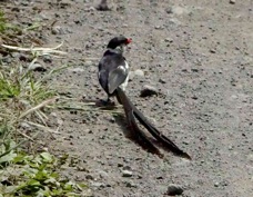 Whydah Pin-tailed 6594