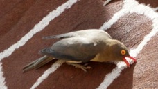 Oxpecker Red-billed 3171