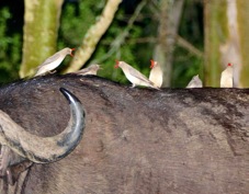 Oxpeckers Red-billed 9592