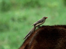 Oxpecker Red-billed 50022