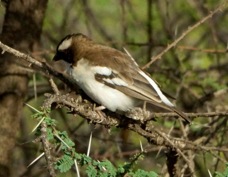 Sparrow-Weaver White-browed 1502