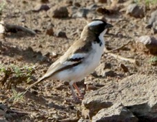 Sparrow-Weaver White-browed 1654