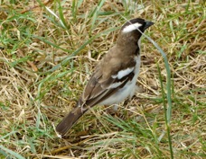 Sparrow-Weaver White-browed 3019