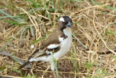 Sparrow-Weaver White-browed 3084