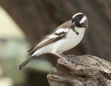 Sparrow-Weaver White-browed 3124