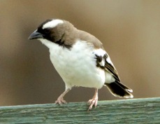 Sparrow-weaver White-browed 7266