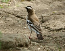 Sparrow-weaver White-browed 7271