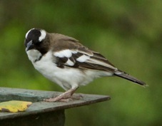 Sparrow-weaver White-browed 7315