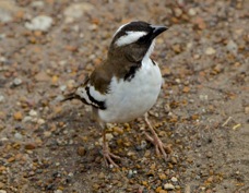Sparrow-weaver White-browed 7360