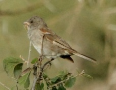 Sparrow Grey-headed 7371
