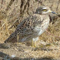 Thick-knee Spotted 192