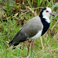 Lapwing Long-toed 192