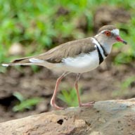 Plover Three-banded 192
