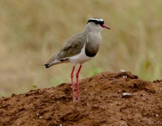 Lapwing Crowned 7647