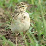 Pipit African 192