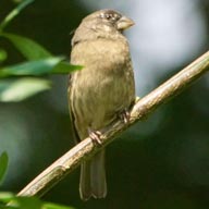 Seedeater Yellow-rumped immature 192