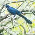 Great-tailed Grackle-152