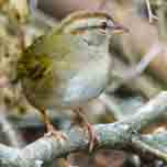 Olive Sparrow-152
