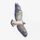 White-tailed Hawk-152