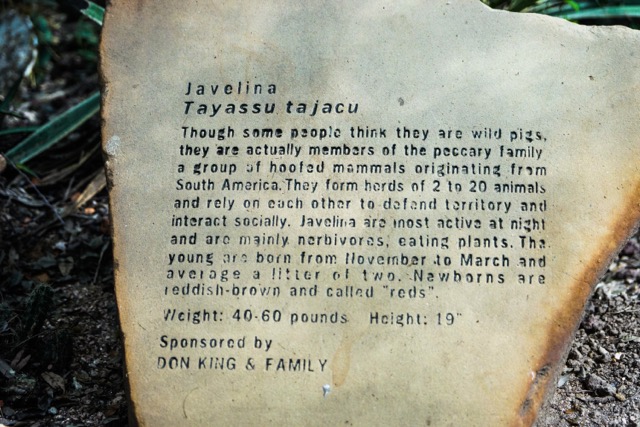 Javelina-87.jpg