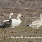 Snow Geese Dark & Light morph & Juvenile-464.jpg