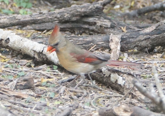 Cardinal female-339.jpg