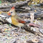 Cardinal female-340