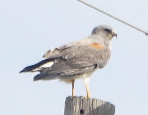 White-tailed Hawk-515.jpg