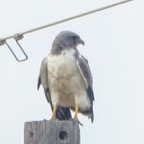 White-tailed Hawk-521.jpg
