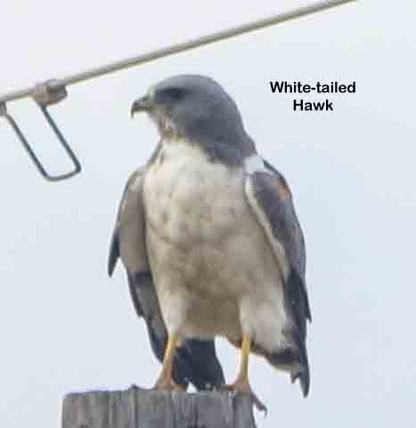 White-tailed Hawk-528.jpg
