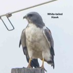 White-tailed Hawk-528.jpg