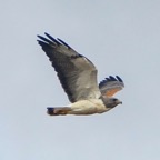 White-tailed Hawk-530.jpg