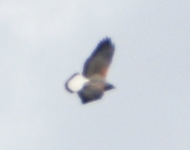 White-tailed Hawk-532.jpg