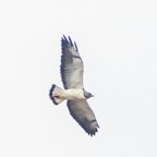 White-tailed Hawk-543.jpg
