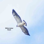 White-tailed Hawk-559.jpg
