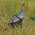 Wild Turkey-183.jpg