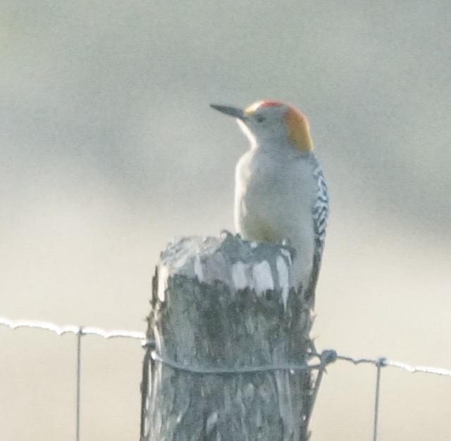 Golden-fronted Woodpecker-19.jpg
