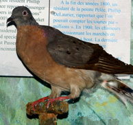 Passenger Pigeon 1714 194